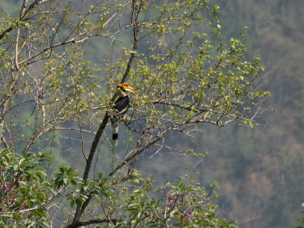 Great Hornbill - ML622113363