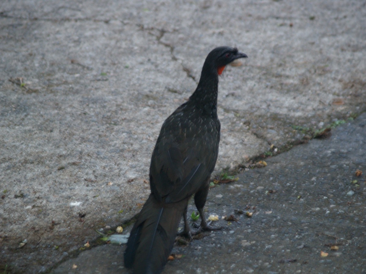 Dusky-legged Guan - ML622113442