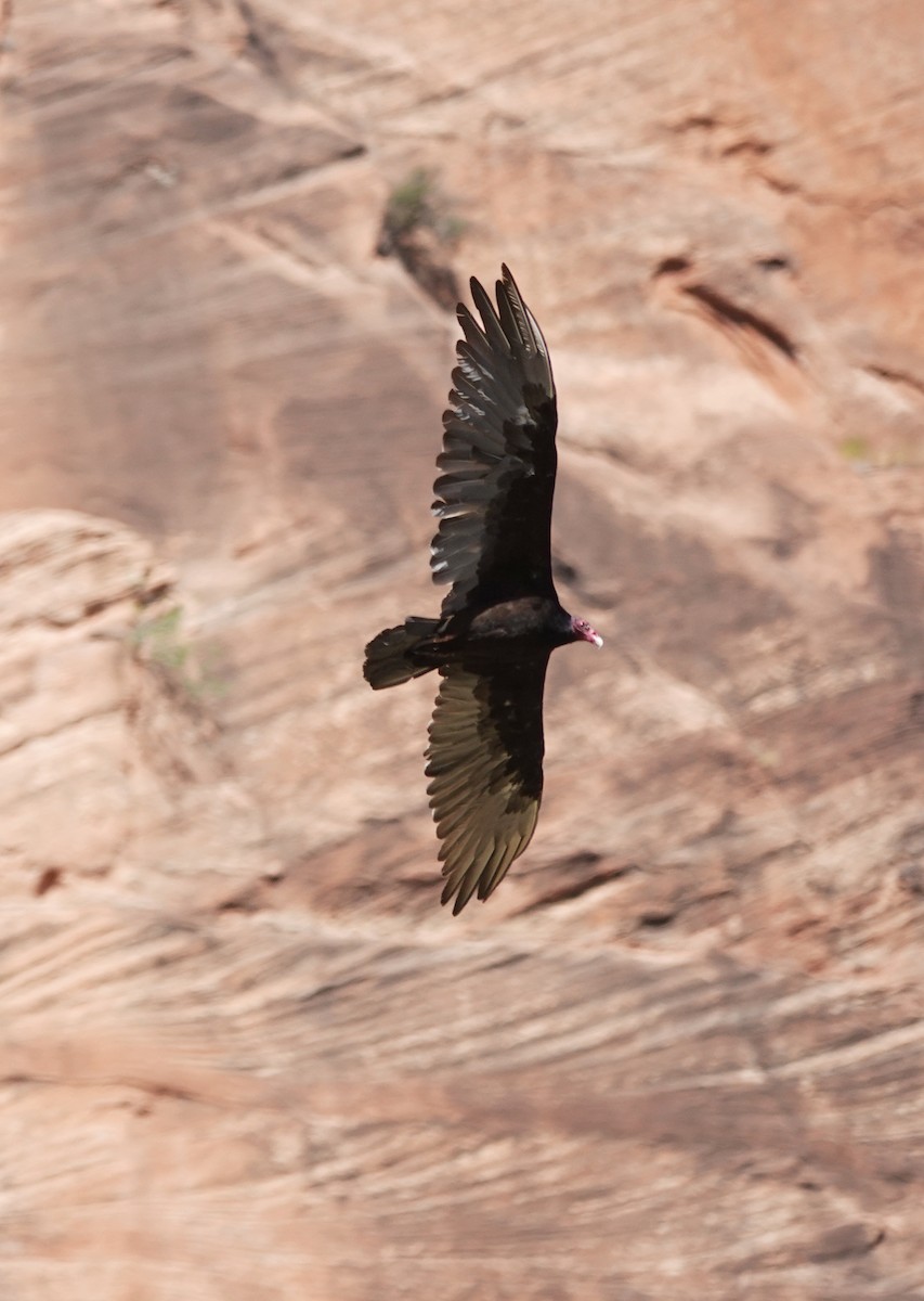 Turkey Vulture - ML622113542