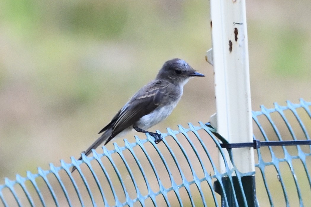 Eastern Phoebe - ML622113561