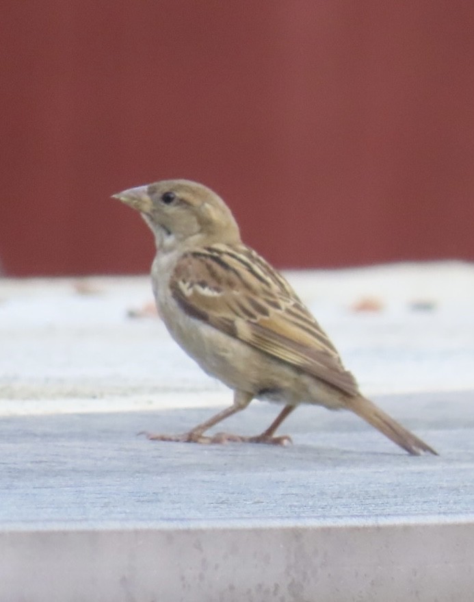 House Sparrow - ML622113569