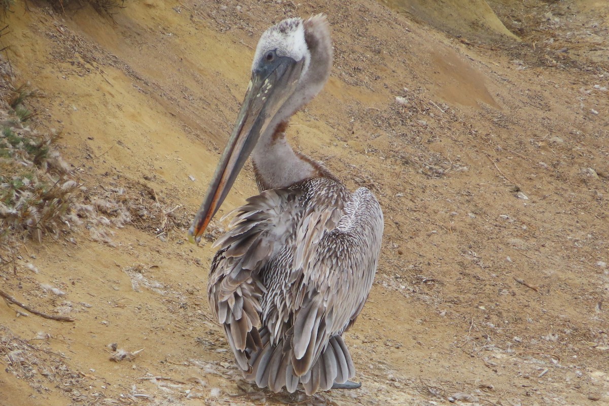pelikán hnědý - ML622113595