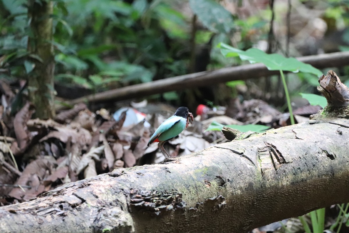 Western Hooded Pitta (Philippine) - ML622113668