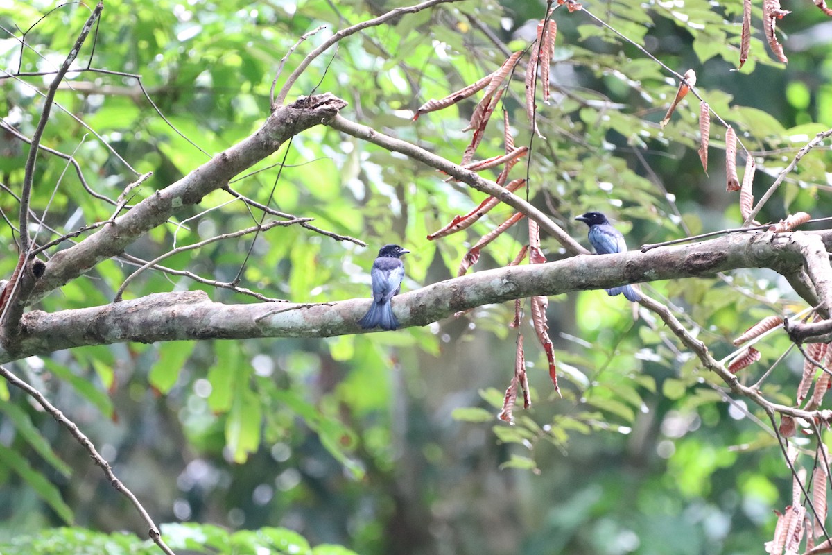 Palawan Drongo - ML622113677