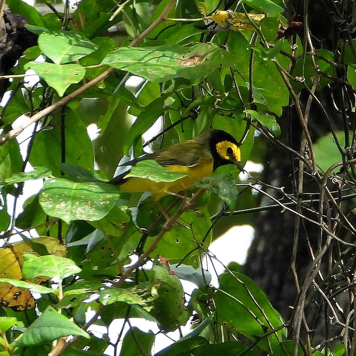 Hooded Warbler - Jay Huner