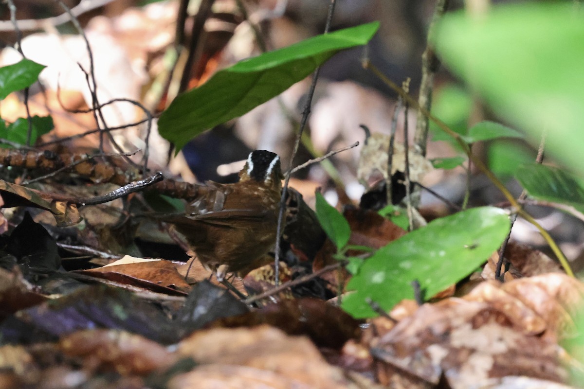 Bornean Black-capped Babbler - ML622113690