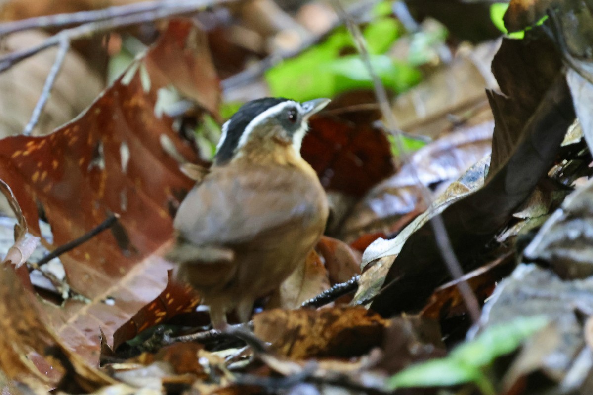 Bornean Black-capped Babbler - ML622113691