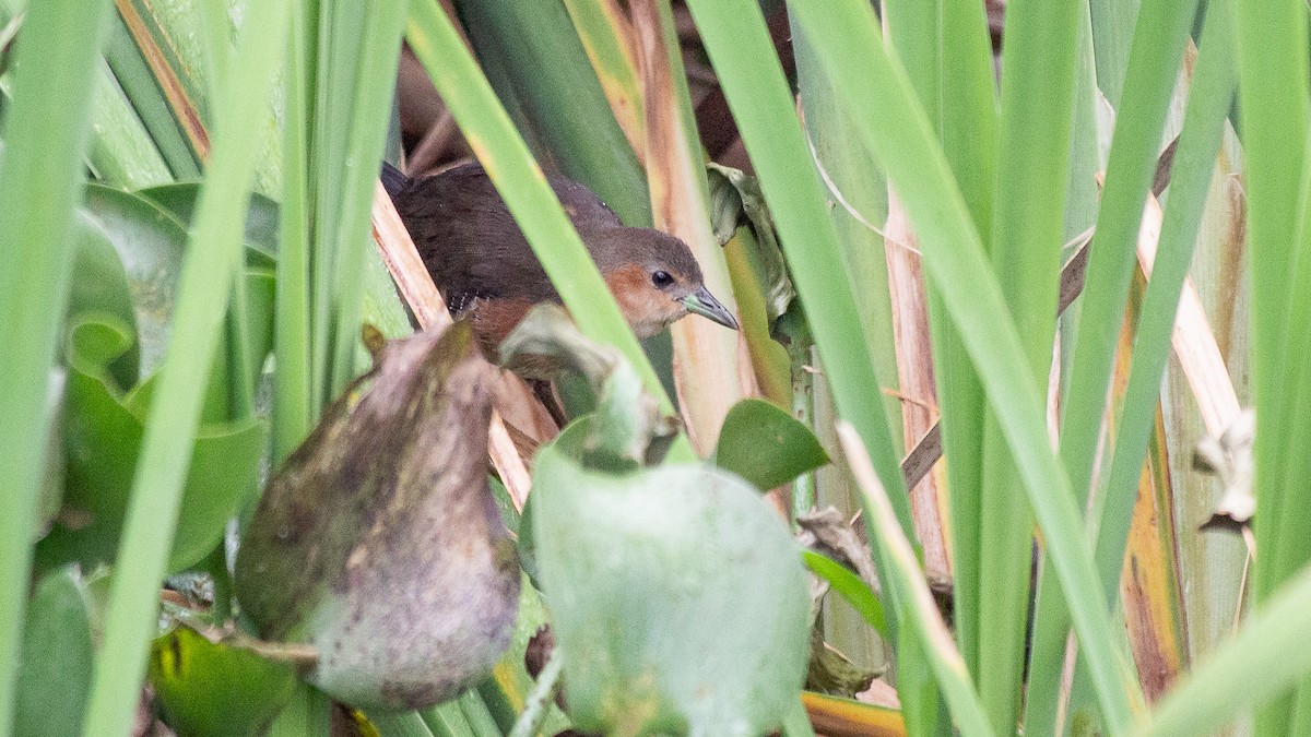 Rufous-sided Crake - Fabrício Reis Costa