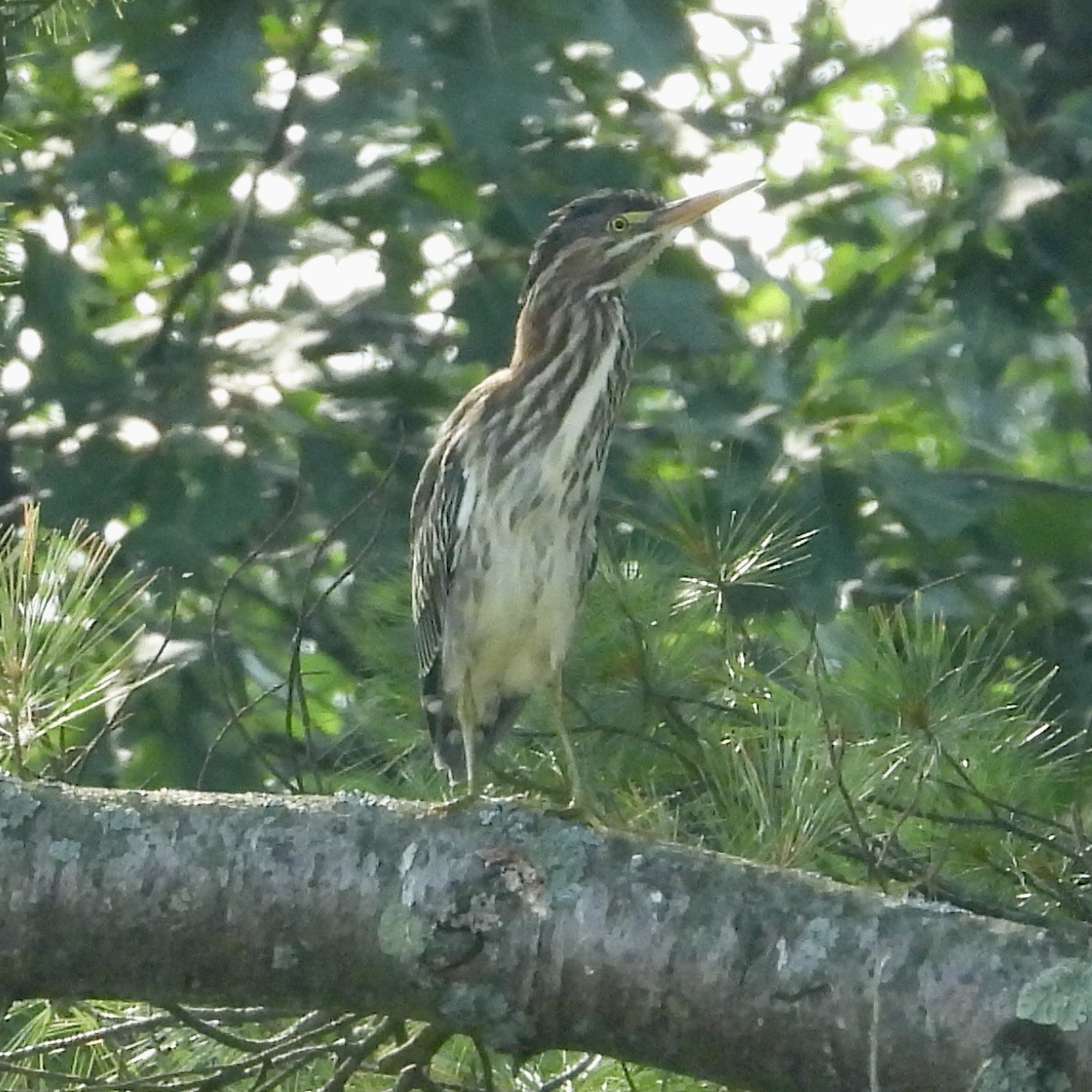 Green Heron - Kimberly Beck