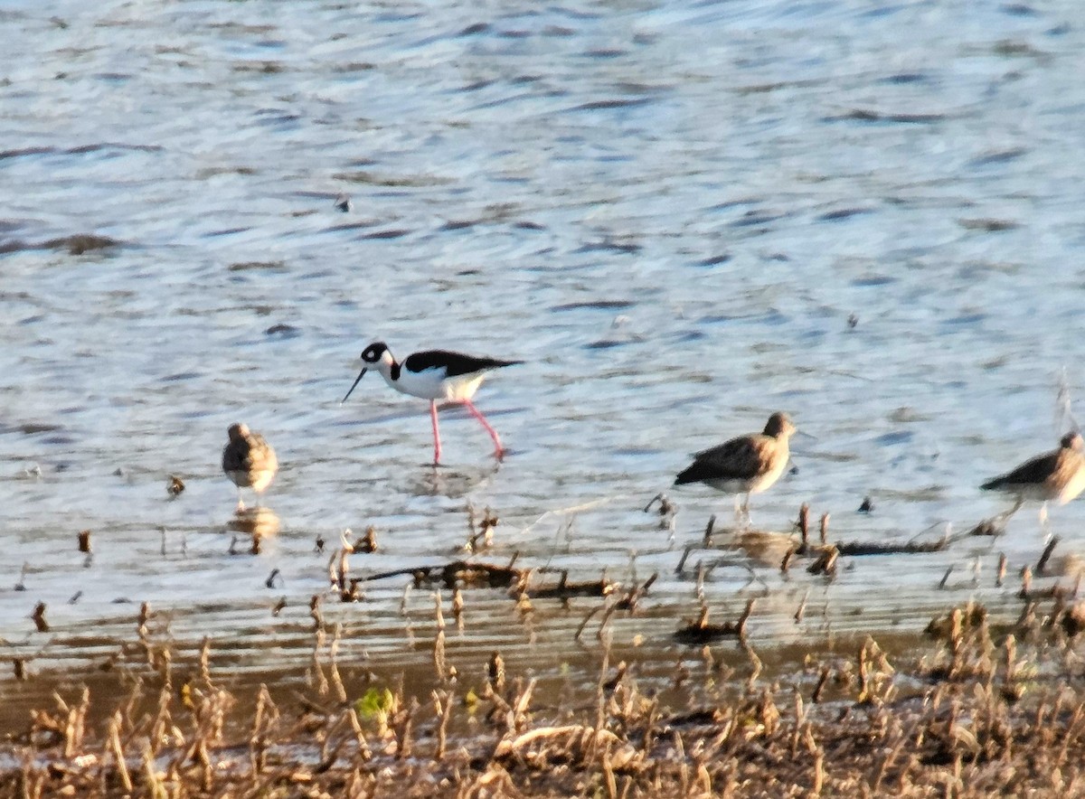 Black-necked Stilt - ML622113732