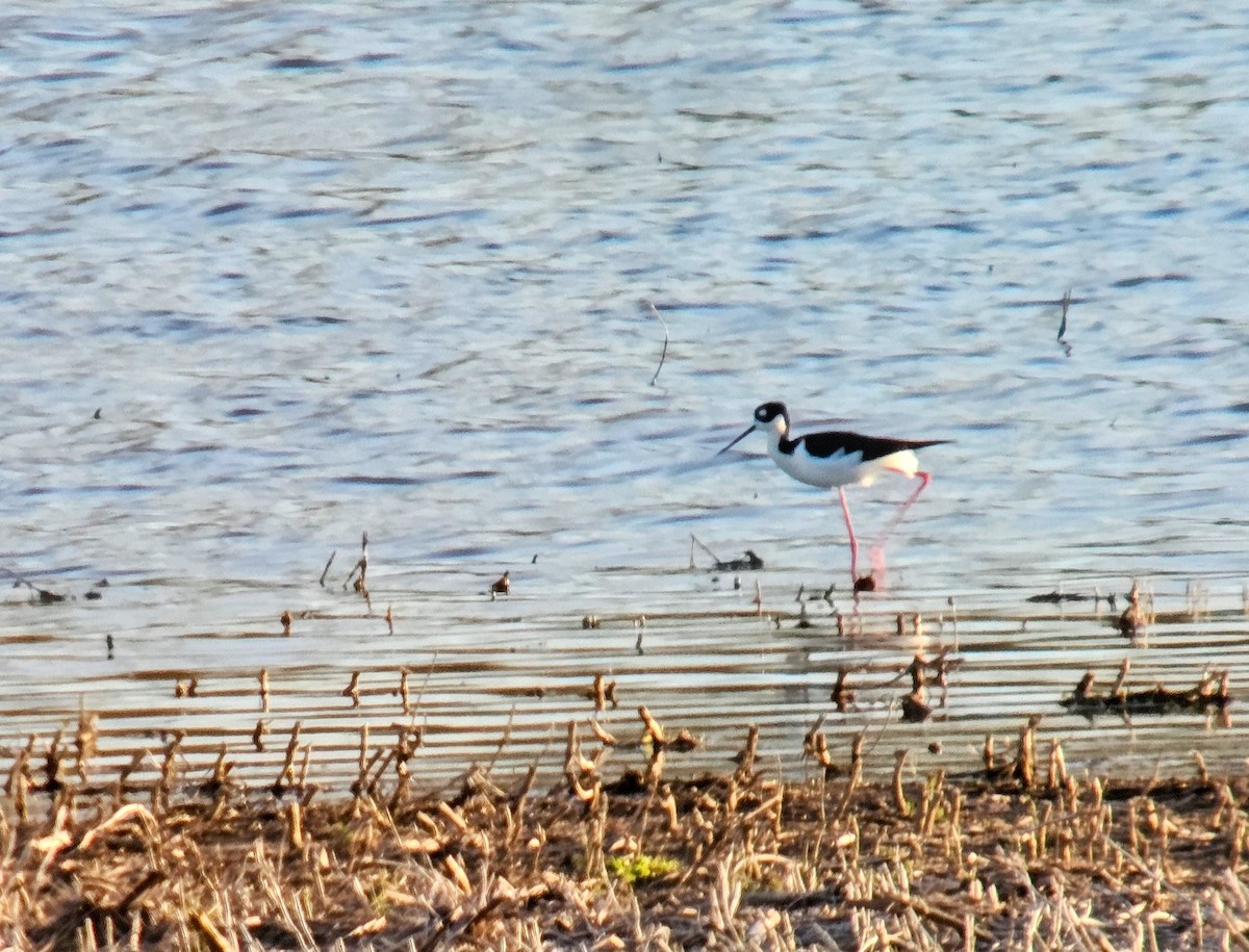 Black-necked Stilt - ML622113734