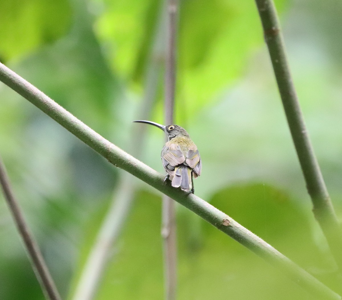 Pale Spiderhunter - ML622113736