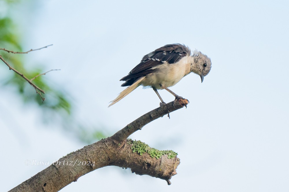 Northern Mockingbird - Rosa Ortiz