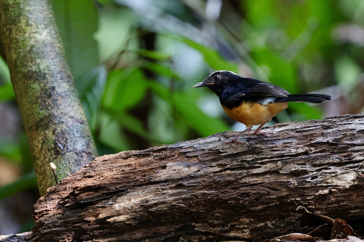 White-crowned Shama - ML622113832