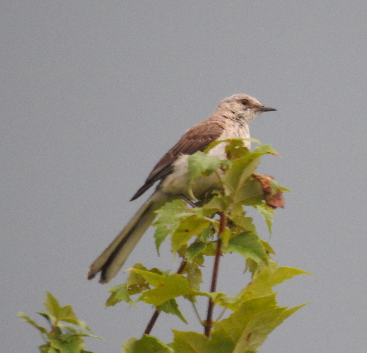 Northern Mockingbird - ML622113842