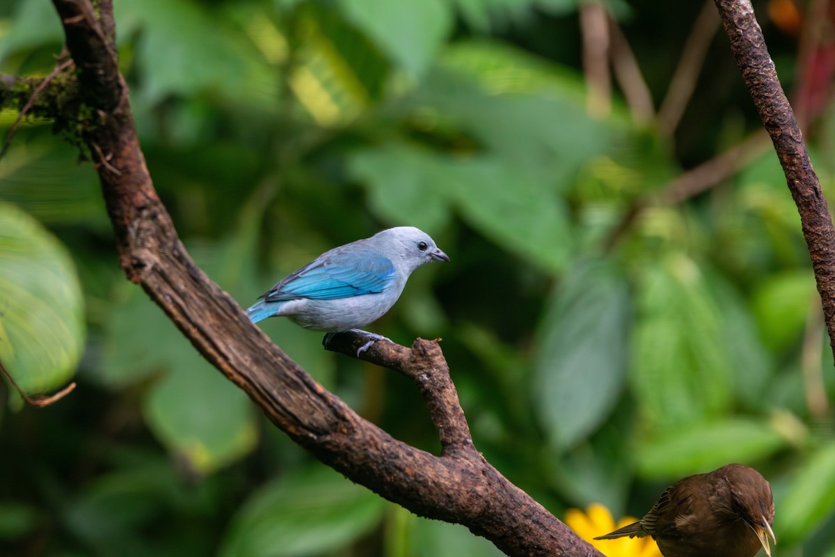Blue-gray Tanager - ML622113850