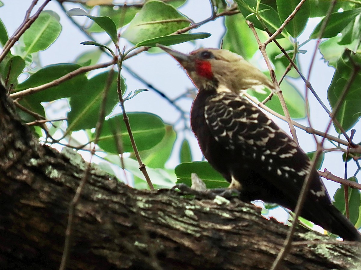 Blond-crested Woodpecker - ML622113852