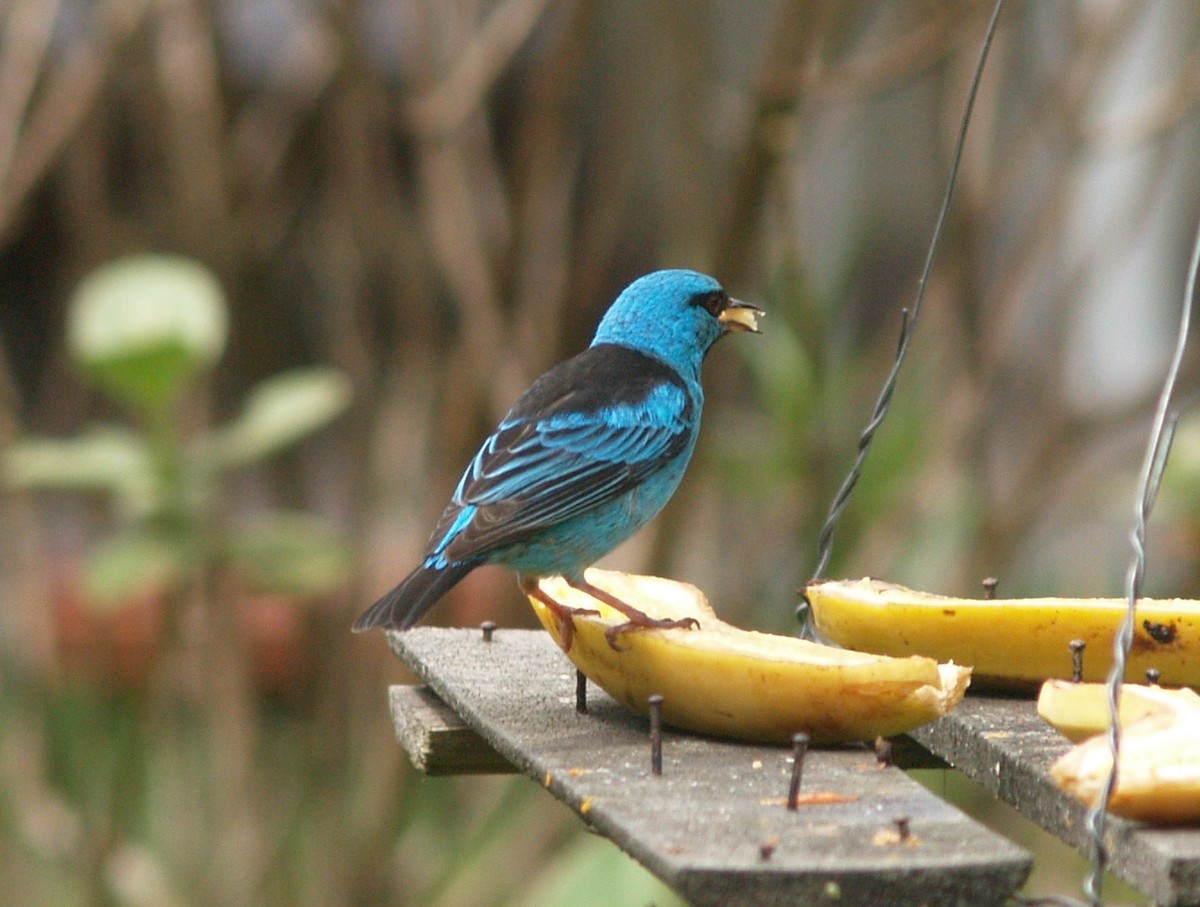 Blue Dacnis - ML622113853