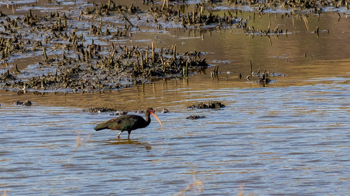 Bare-faced Ibis - ML622113855