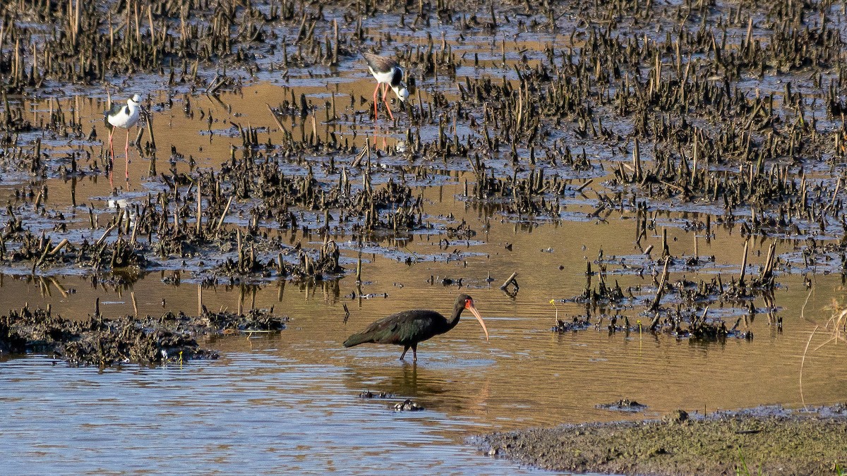 Bare-faced Ibis - ML622113856