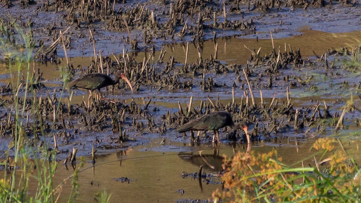 Bare-faced Ibis - ML622113857