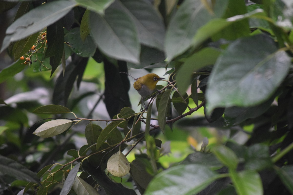 Indian White-eye - ML622113862