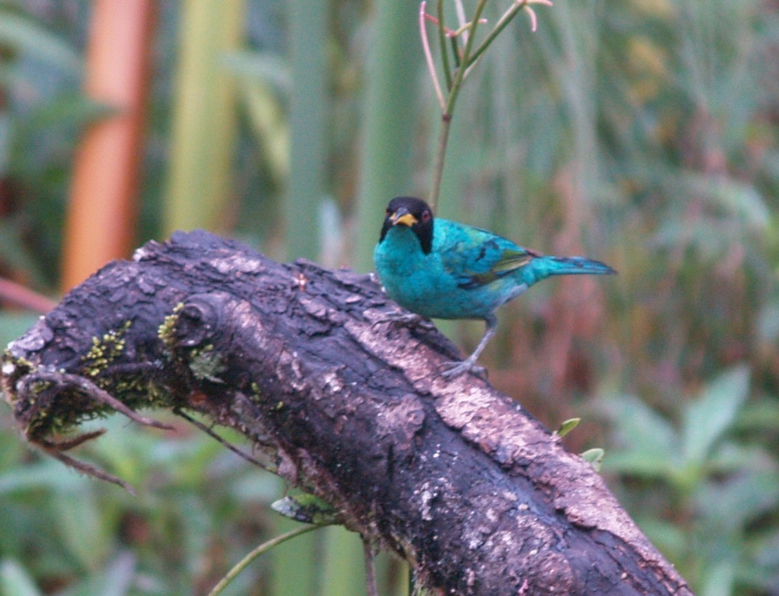 Green Honeycreeper - ML622113868