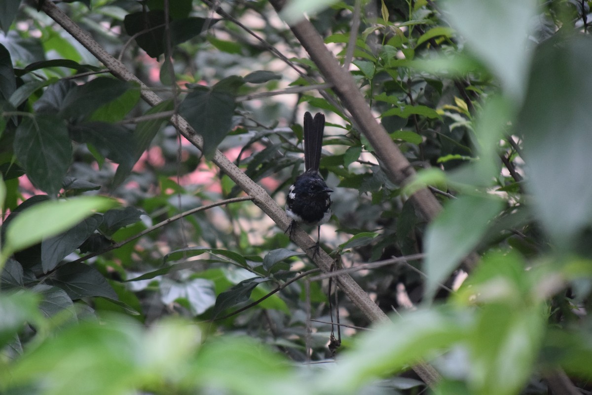 Oriental Magpie-Robin - ML622113870