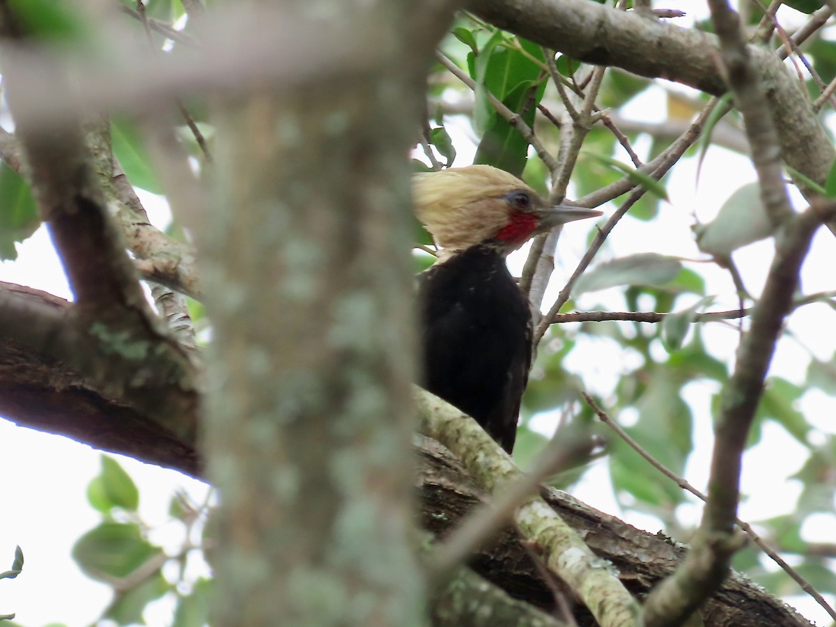 Blond-crested Woodpecker - ML622113871