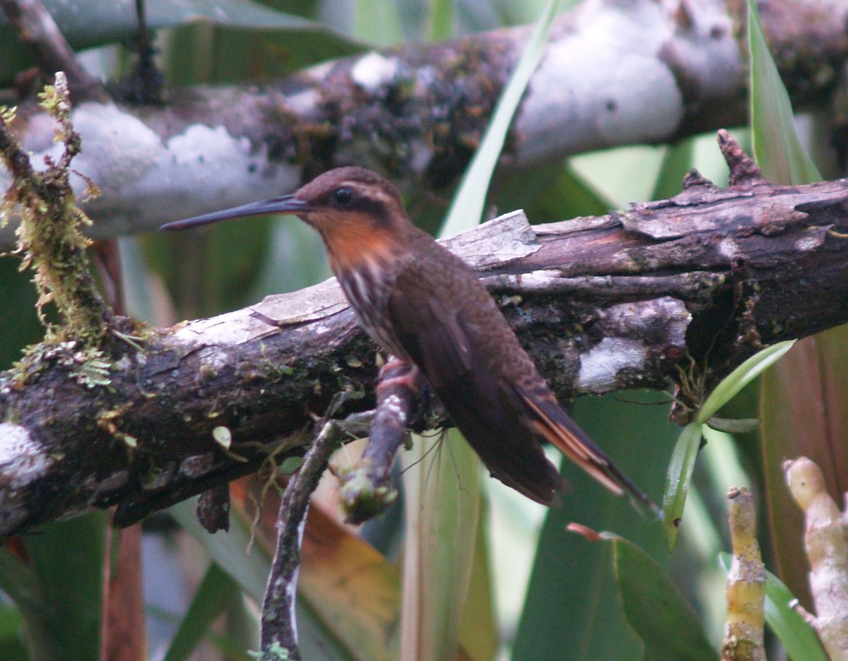 Saw-billed Hermit - ML622113872