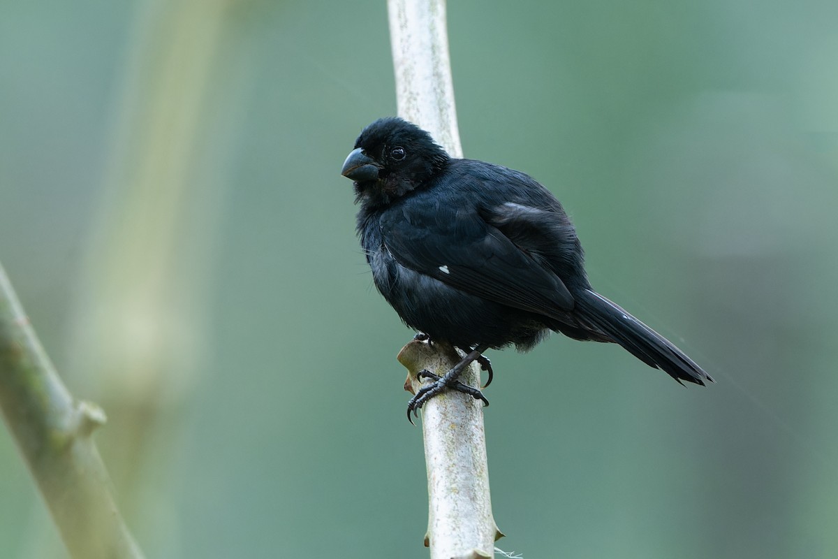 Variable Seedeater - Don Danko