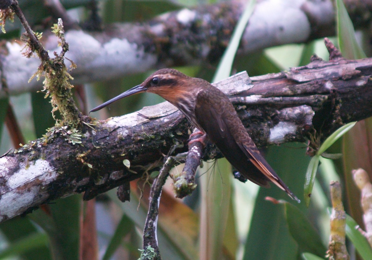 Saw-billed Hermit - ML622113878