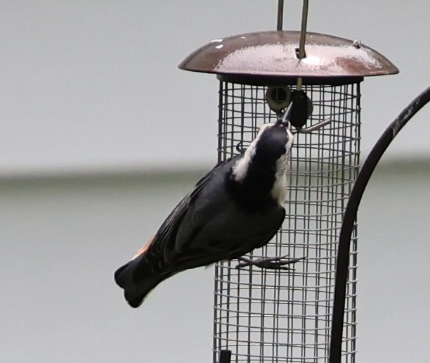 White-breasted Nuthatch - ML622113883