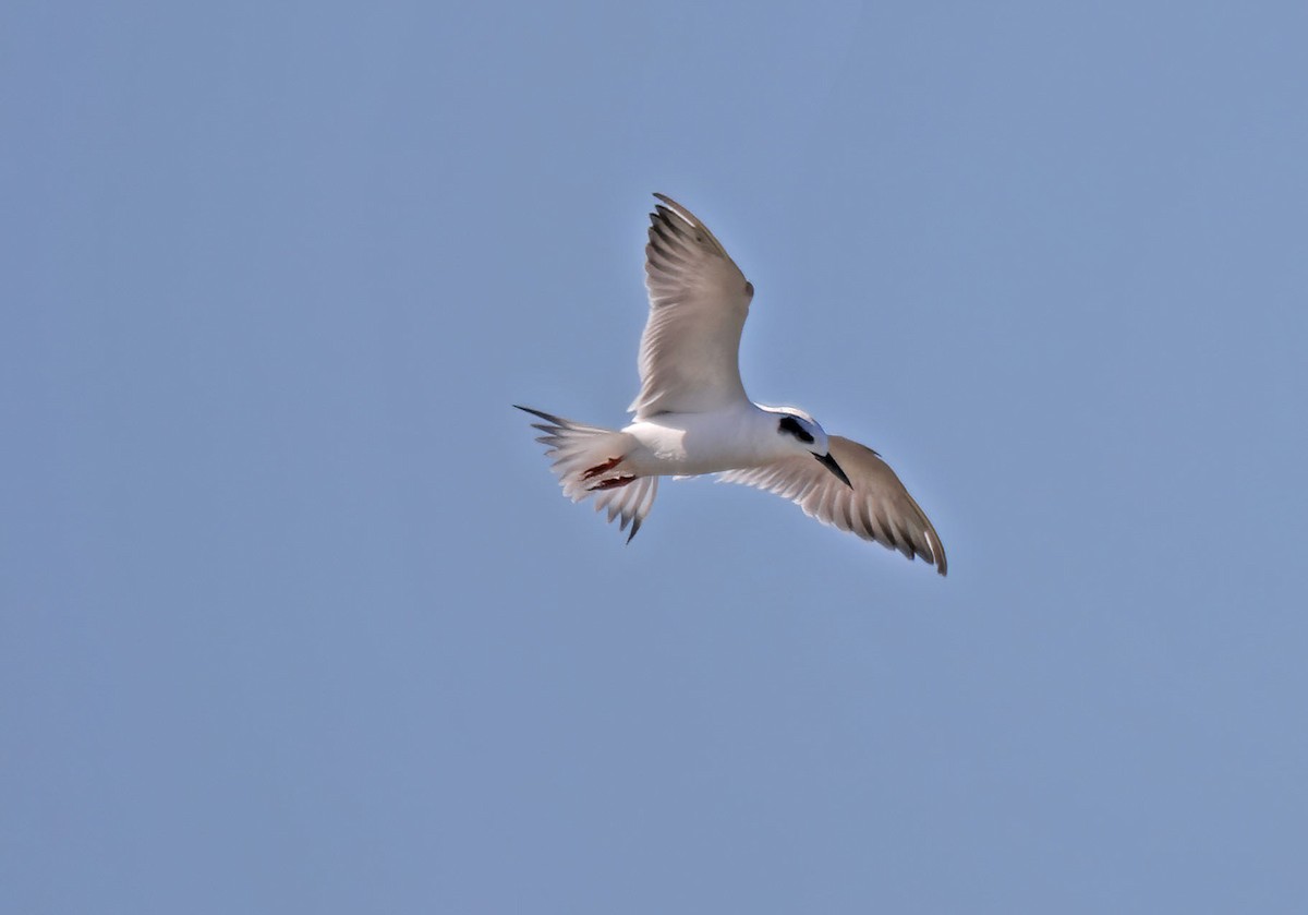 Forster's Tern - ML622113910