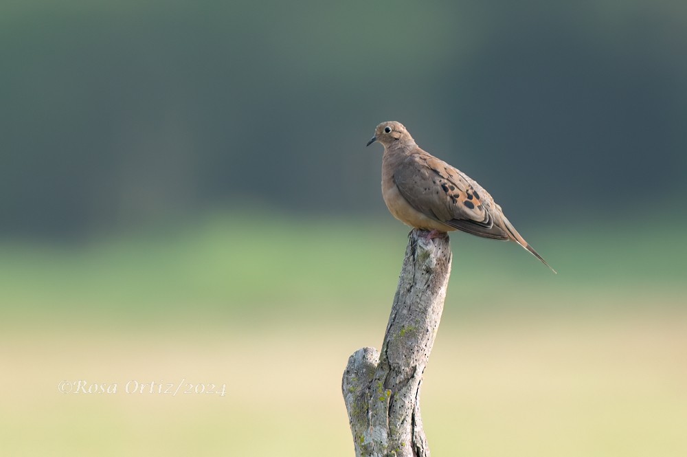 Mourning Dove - Rosa Ortiz