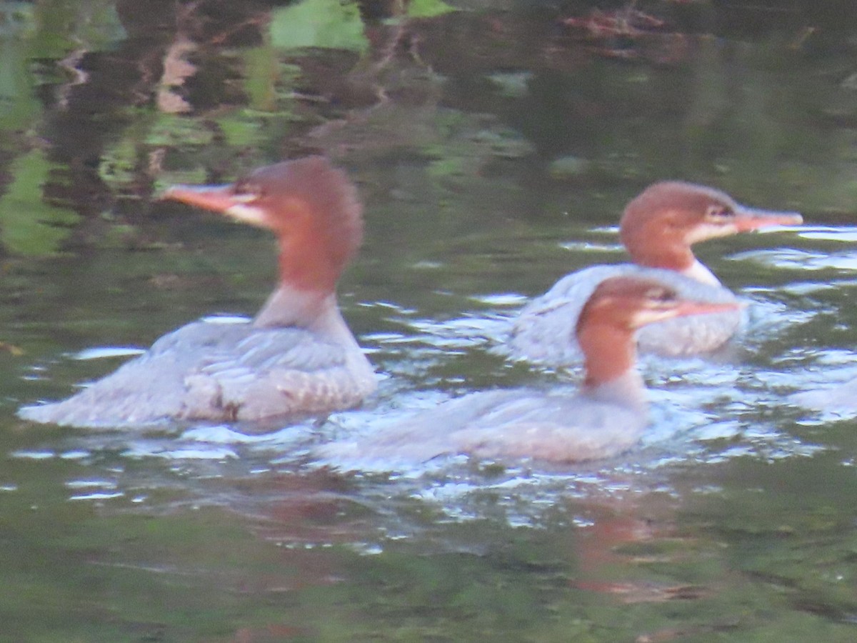 Common Merganser - ML622113916