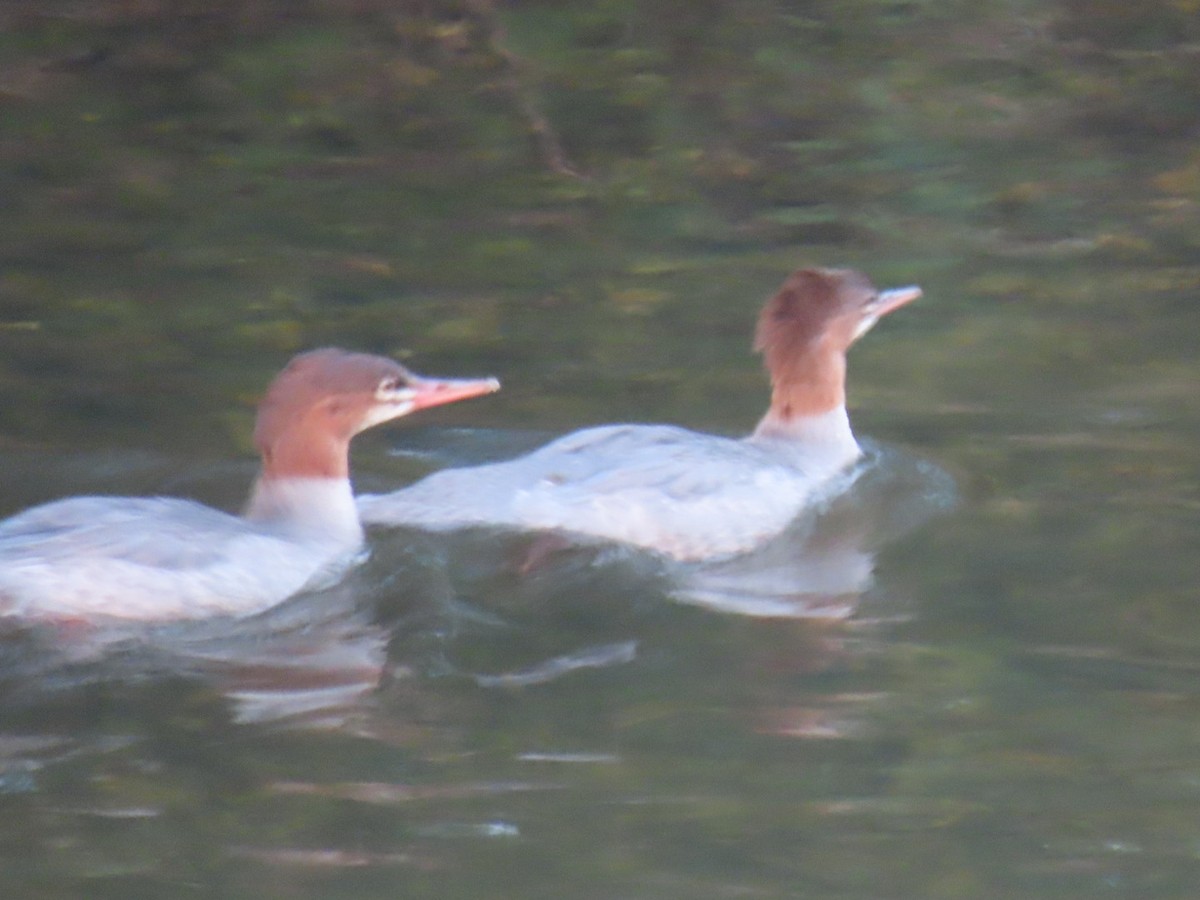 Common Merganser - ML622113917