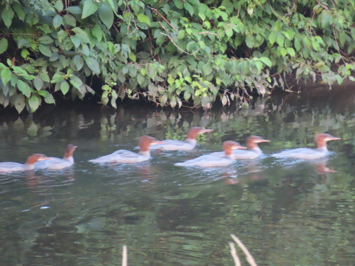 Common Merganser - ML622113918