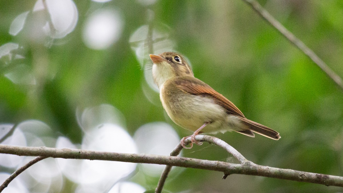 Russet-winged Spadebill - ML622113919