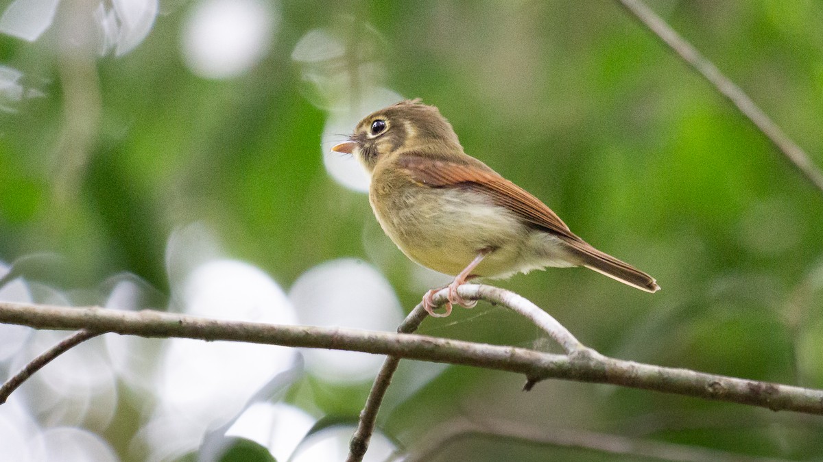 Russet-winged Spadebill - ML622113920