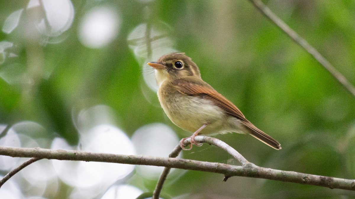 Russet-winged Spadebill - ML622113921