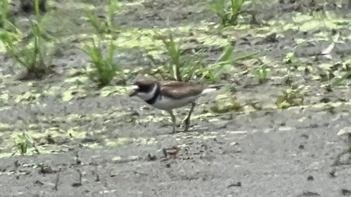 Semipalmated Plover - ML622113937