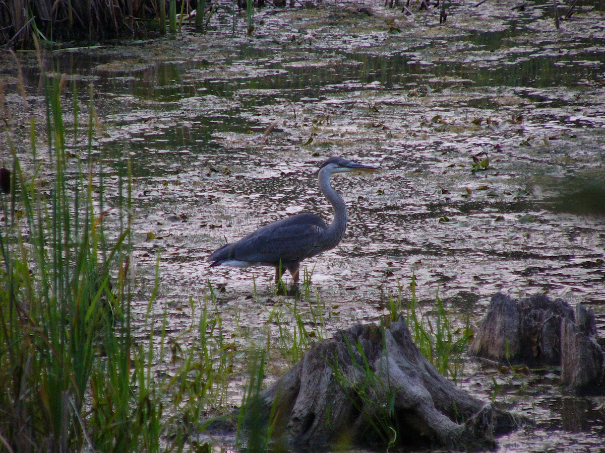 Great Blue Heron - ML622113941