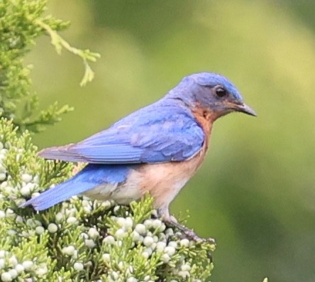 Eastern Bluebird - ML622113960