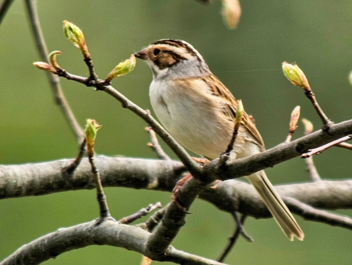Clay-colored Sparrow - ML622113976