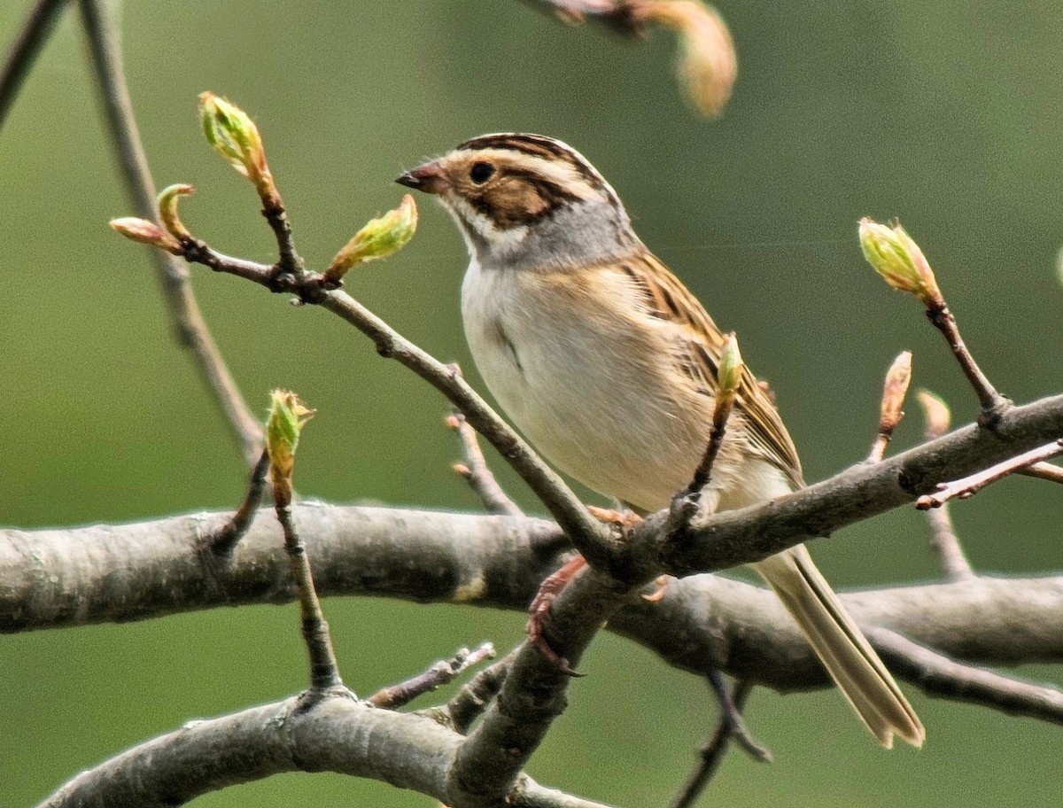 Clay-colored Sparrow - ML622113977