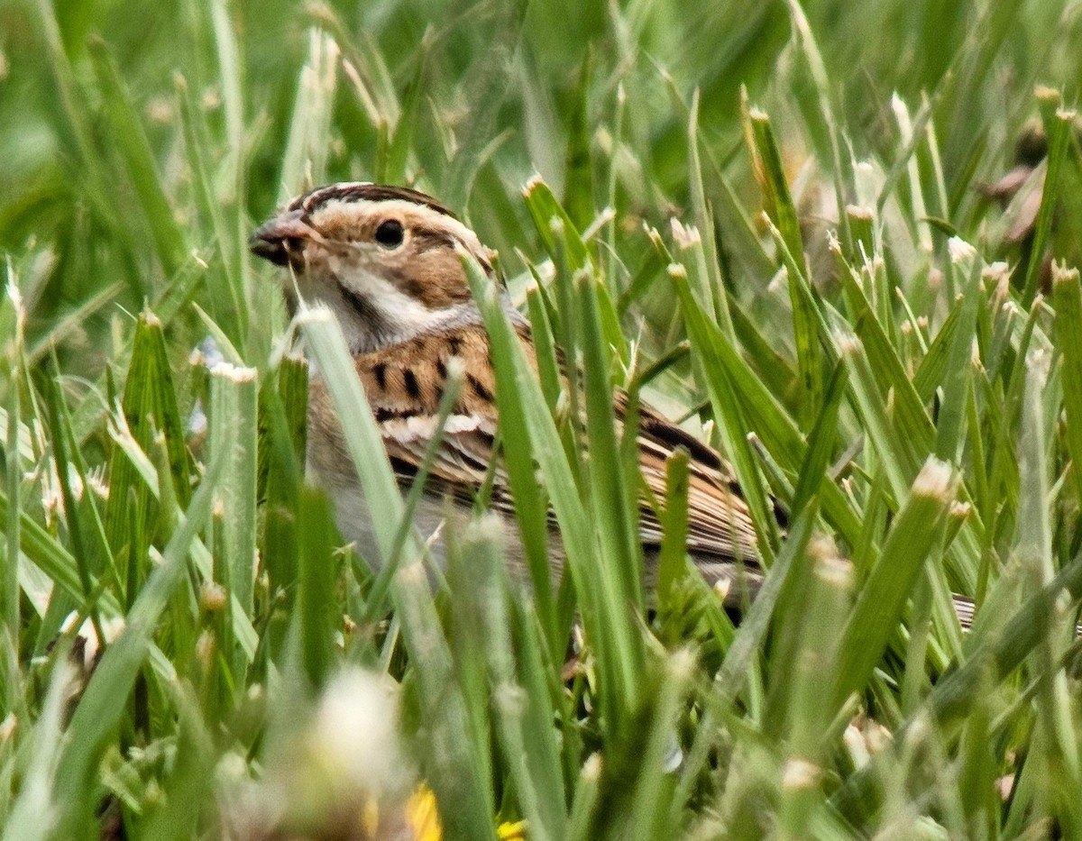 Clay-colored Sparrow - ML622113978