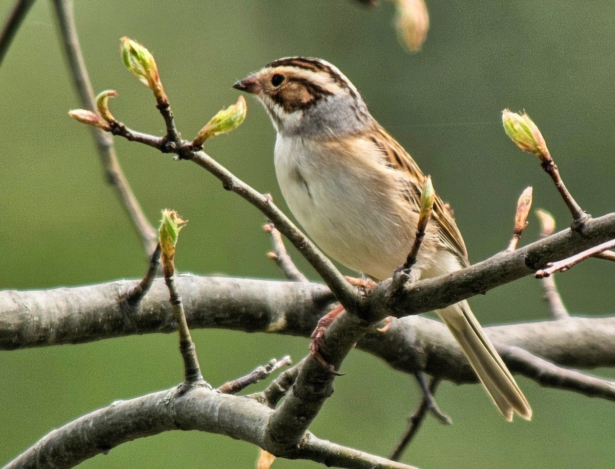 Clay-colored Sparrow - ML622113979