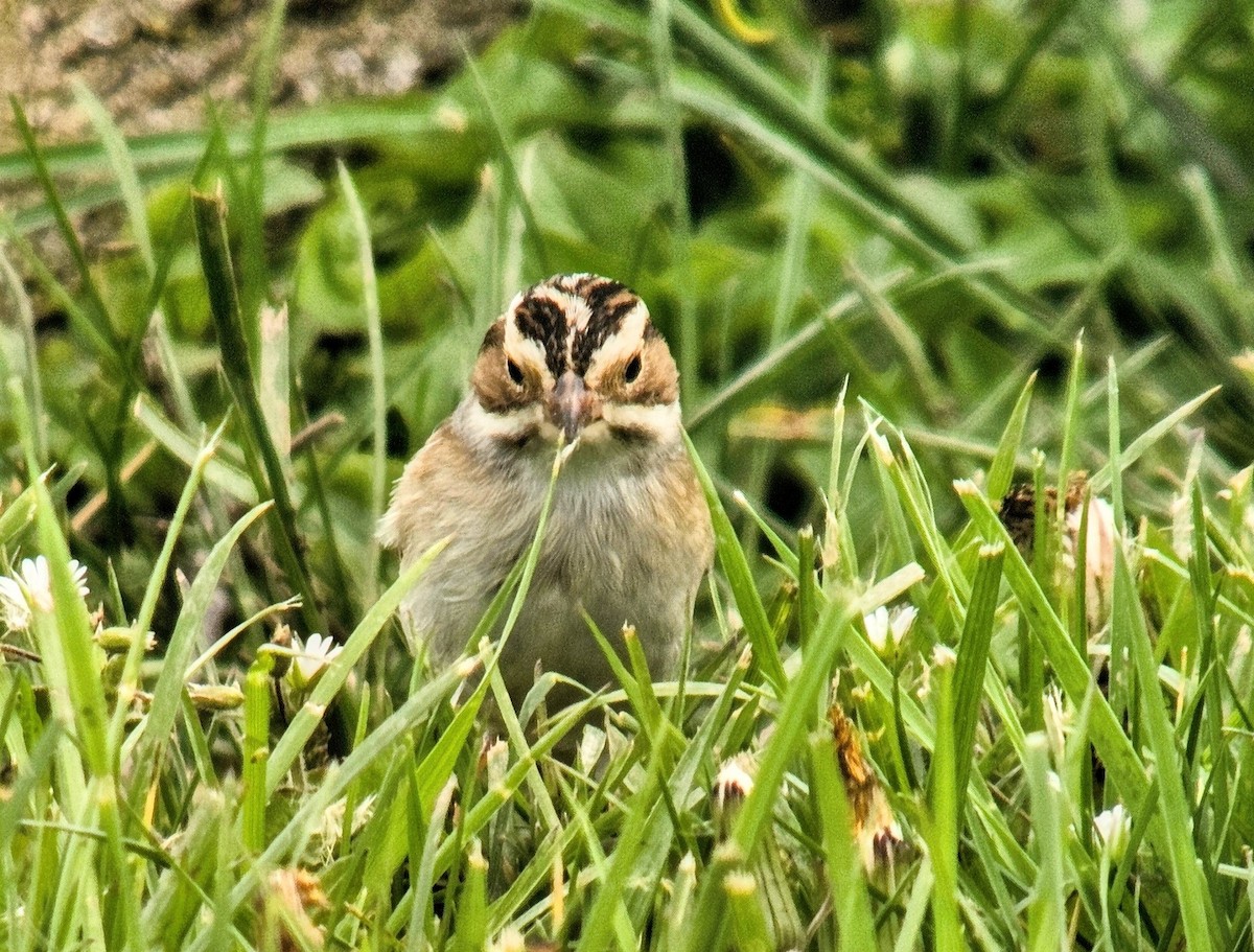 Clay-colored Sparrow - ML622113980