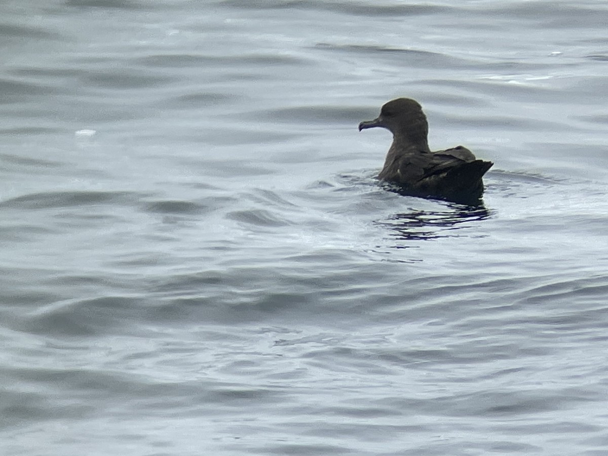 Sooty Shearwater - ML622113998